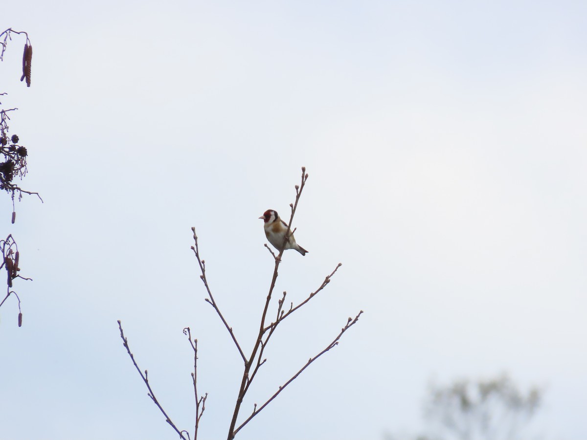 Chardonneret élégant - ML644234126