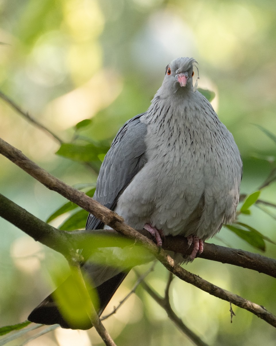 parykkdue - ML644234127