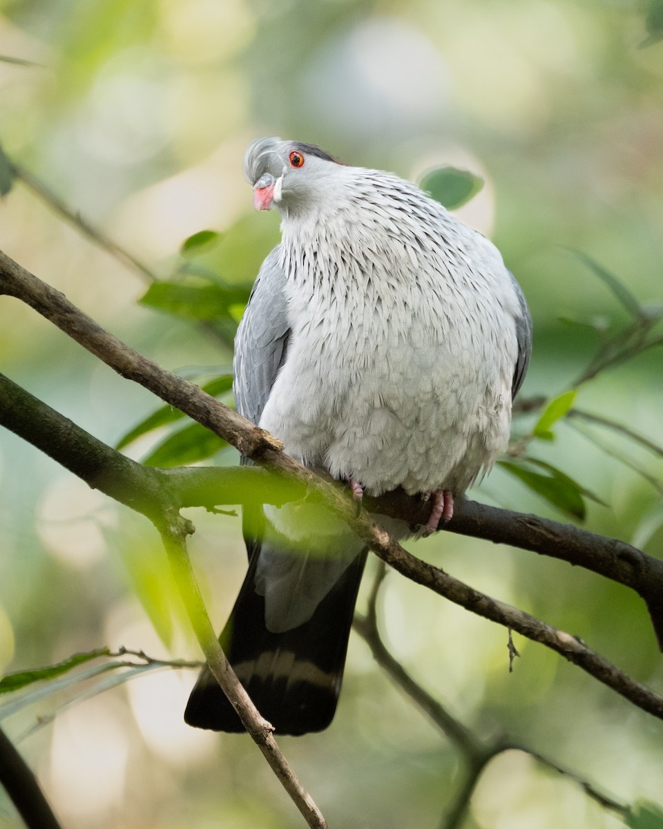 parykkdue - ML644234128