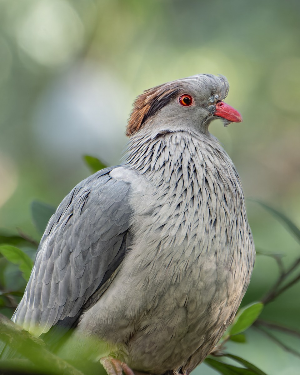 parykkdue - ML644234130