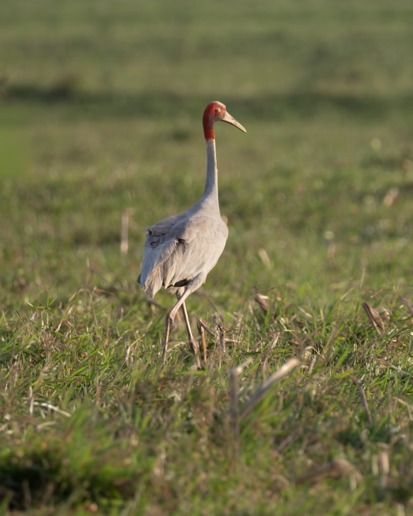 Sarus Crane - ML644234146