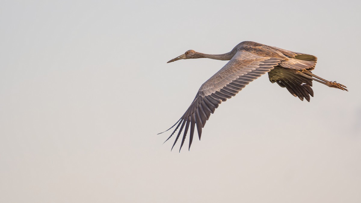 Sarus Crane - ML644234147
