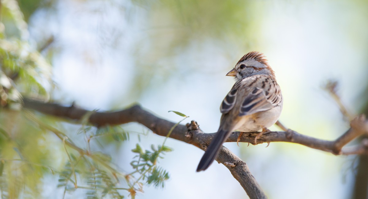 Rufous-winged Sparrow - ML644234157