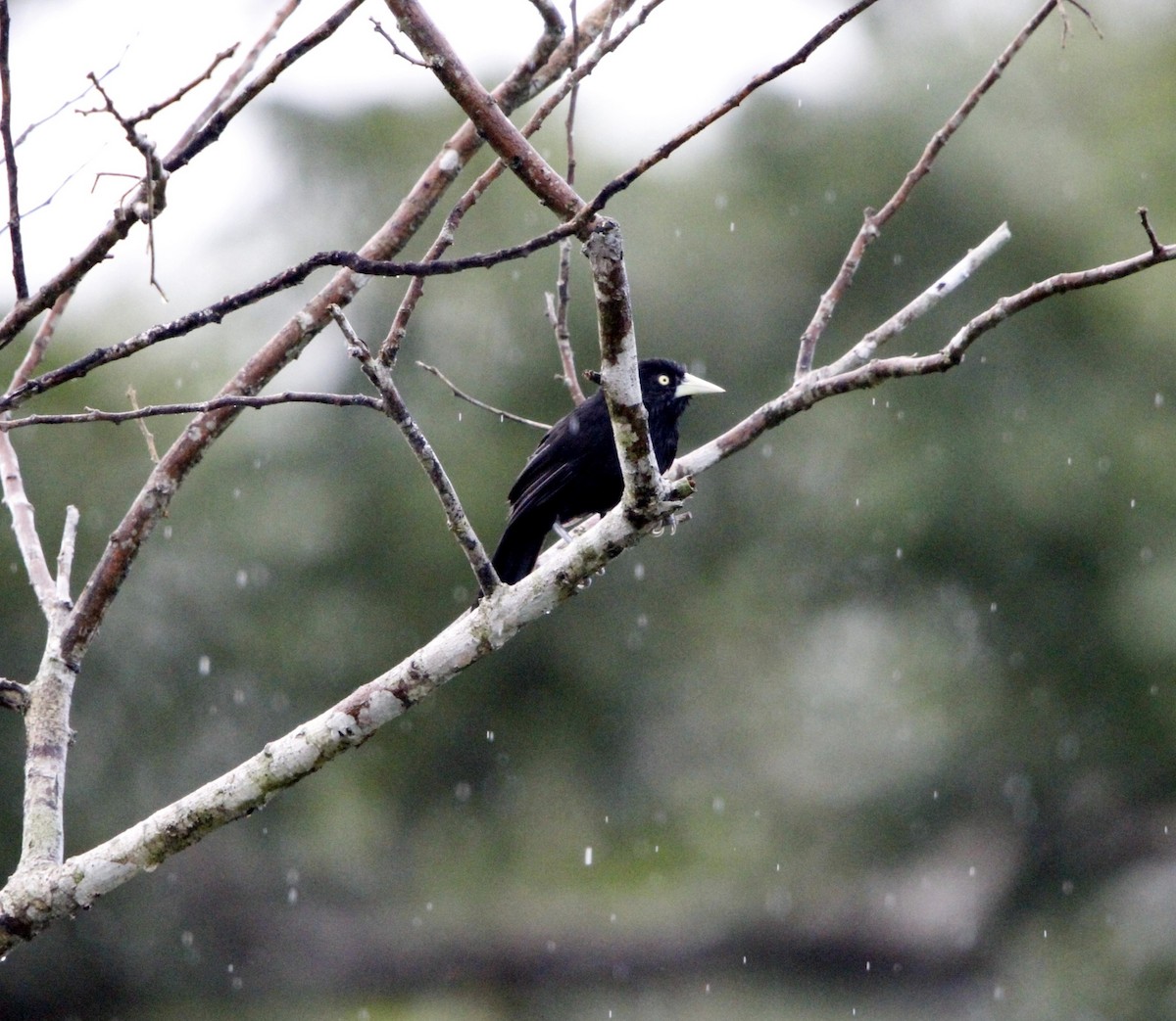 Sarı Gagalı Kasik - ML644234165