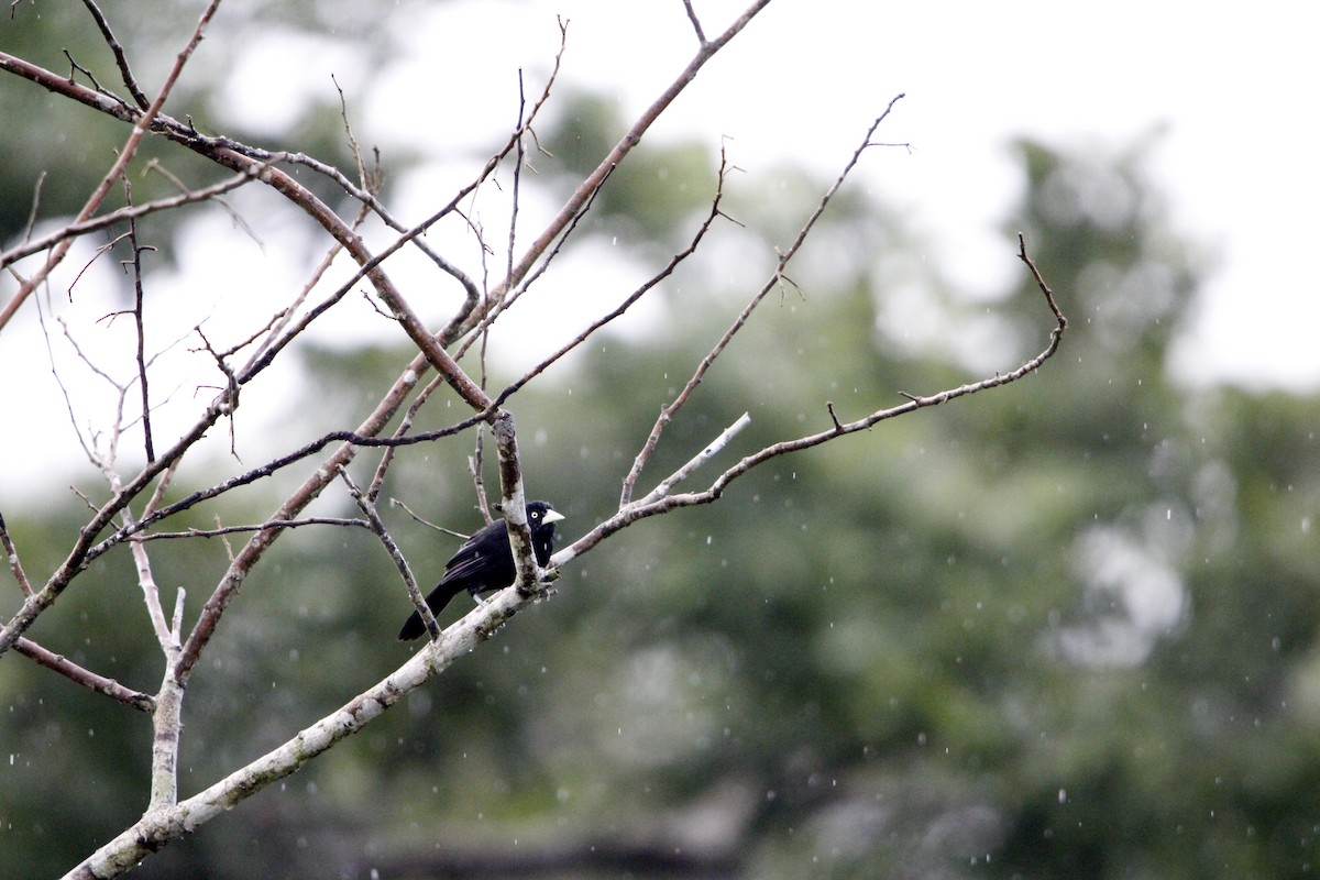 Sarı Gagalı Kasik - ML644234166