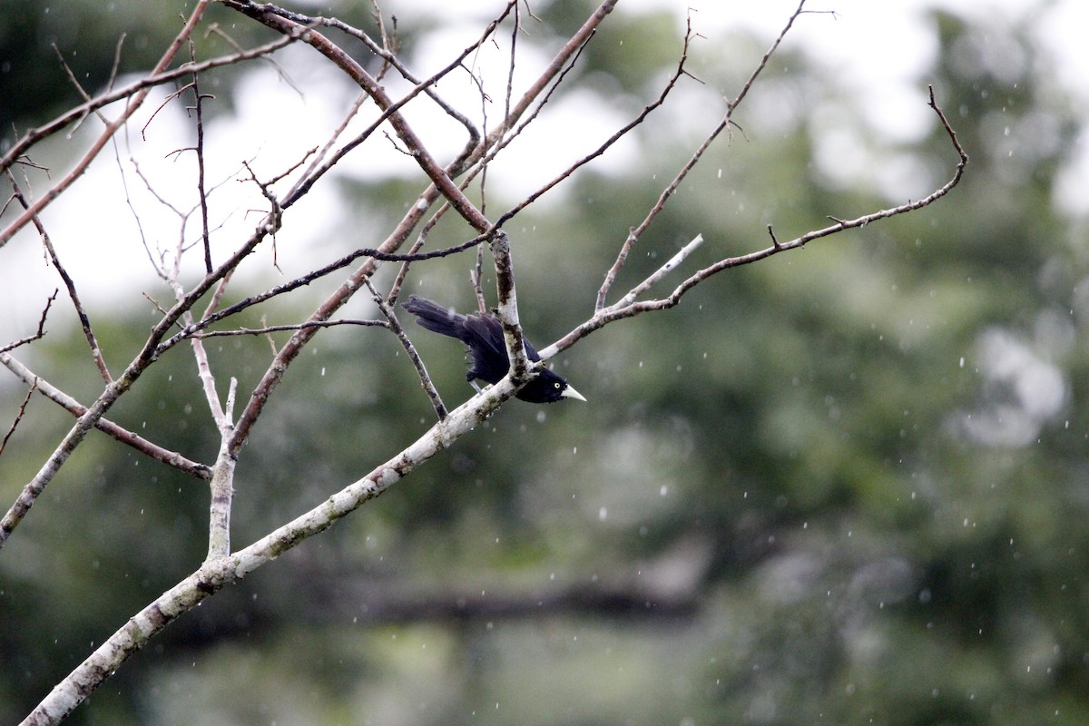 Sarı Gagalı Kasik - ML644234167