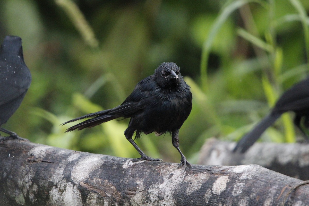 Melodious Blackbird - ML644234181