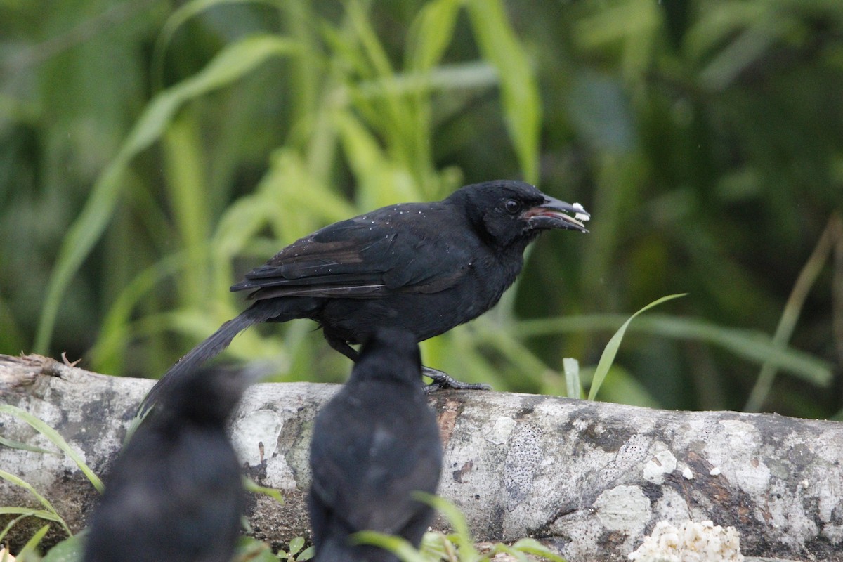 Melodious Blackbird - ML644234182