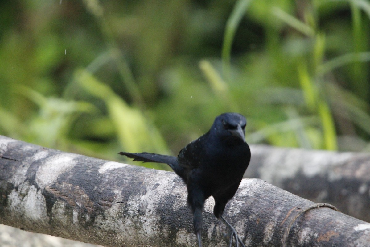 Melodious Blackbird - ML644234183