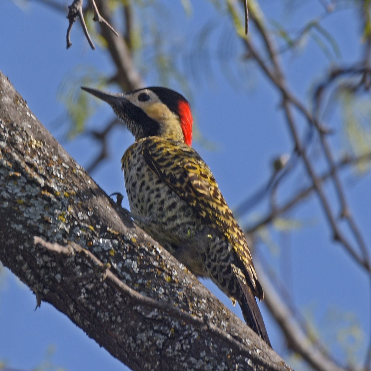 Декол плямистоволий - ML644234185