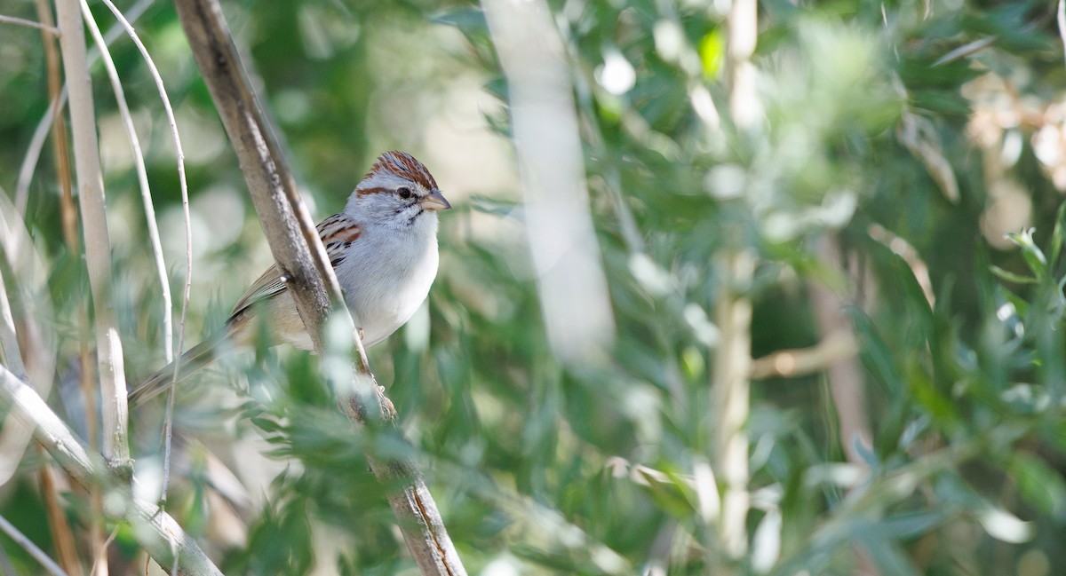 Rufous-winged Sparrow - ML644234206