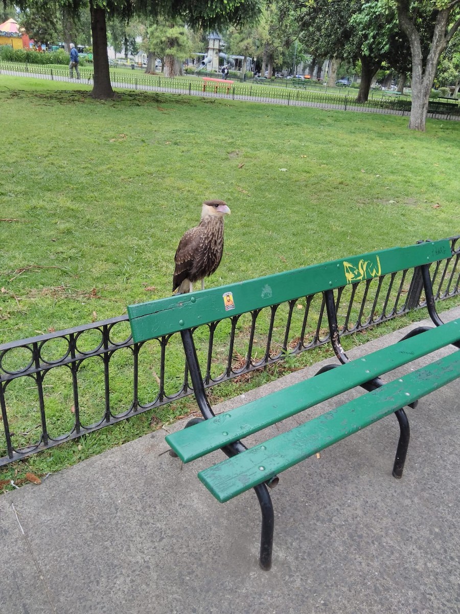 karančo jižní - ML644234236