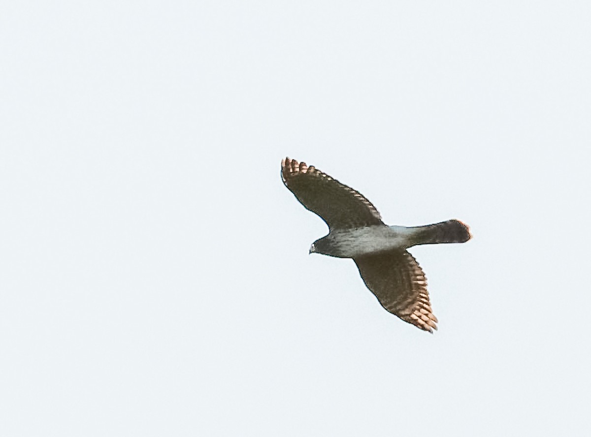 Cooper's Hawk - ML644234237