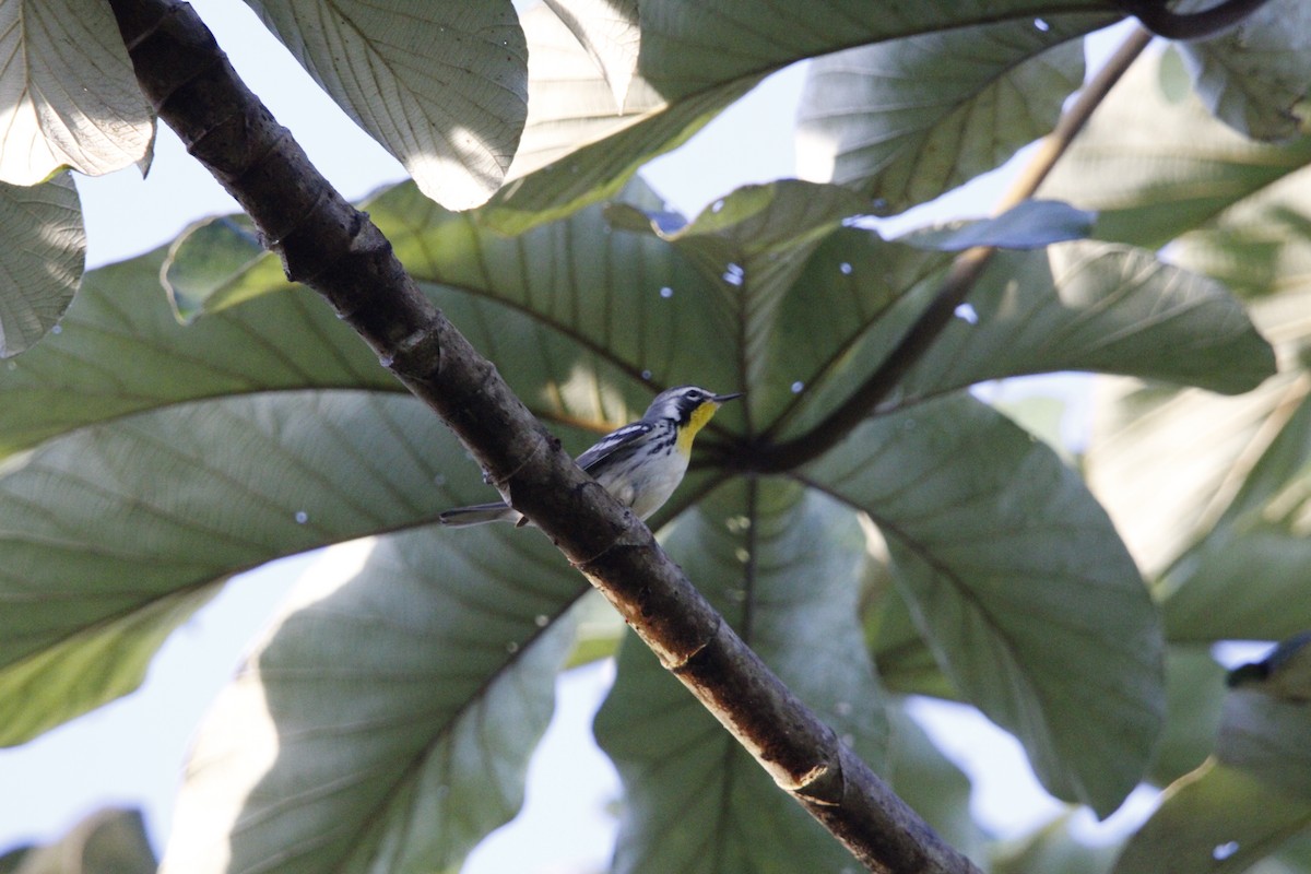 Yellow-throated Warbler - ML644234239