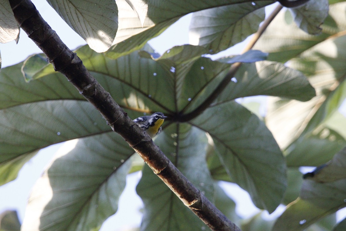 Yellow-throated Warbler - ML644234240