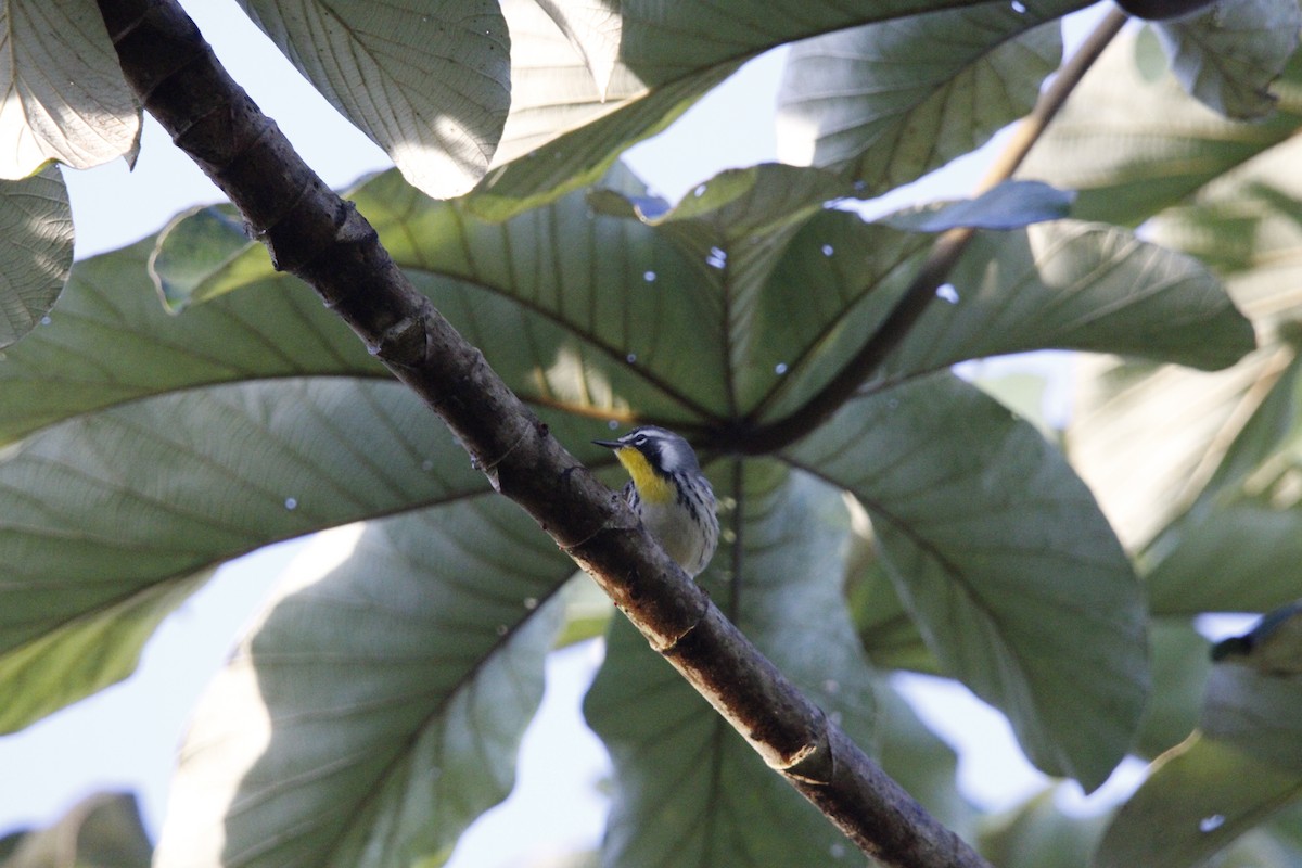 Yellow-throated Warbler - ML644234241
