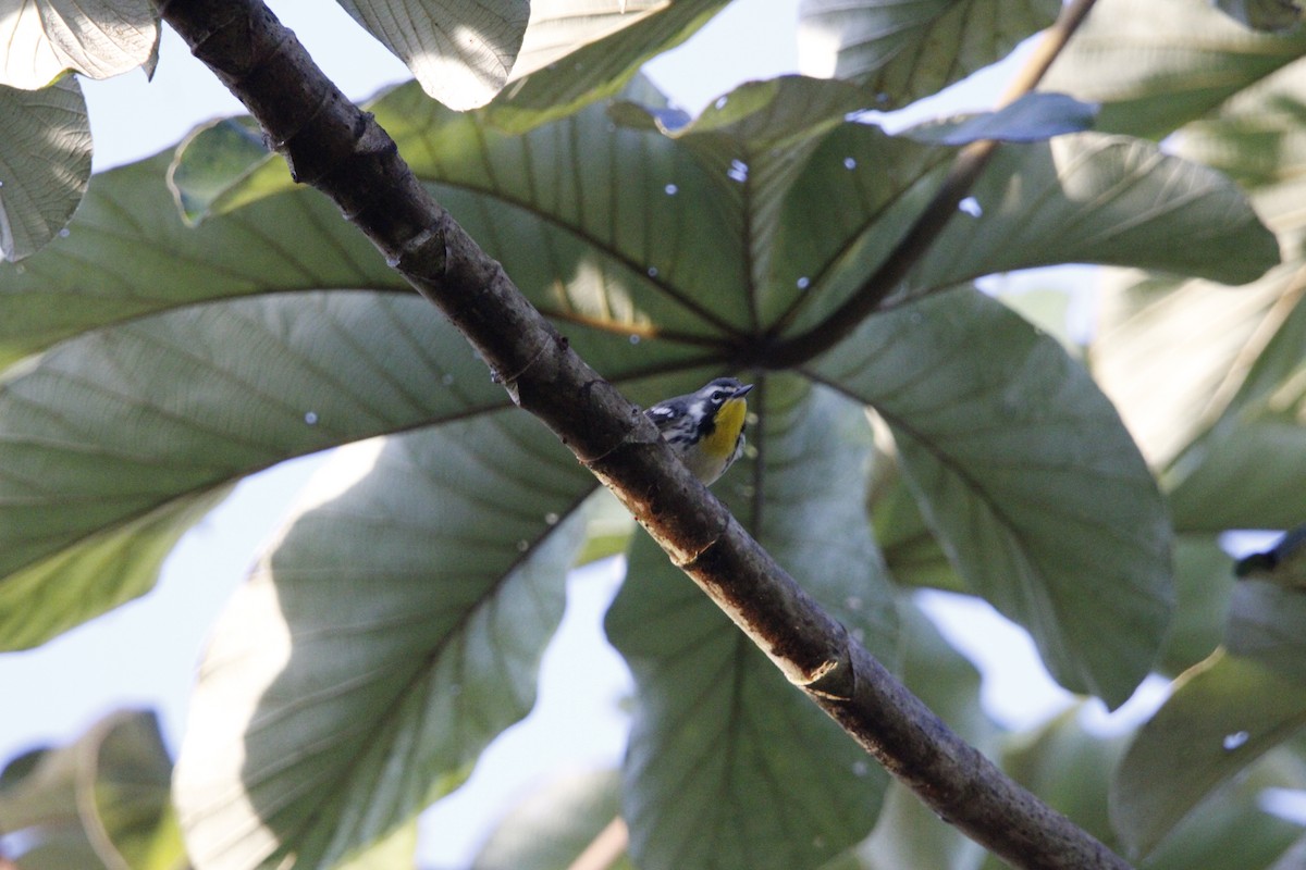 Yellow-throated Warbler - ML644234242
