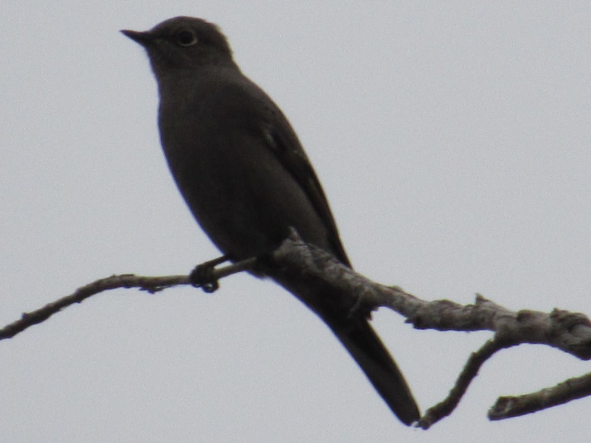Townsend's Solitaire - ML644234244