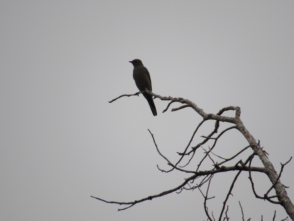 Townsend's Solitaire - ML644234245