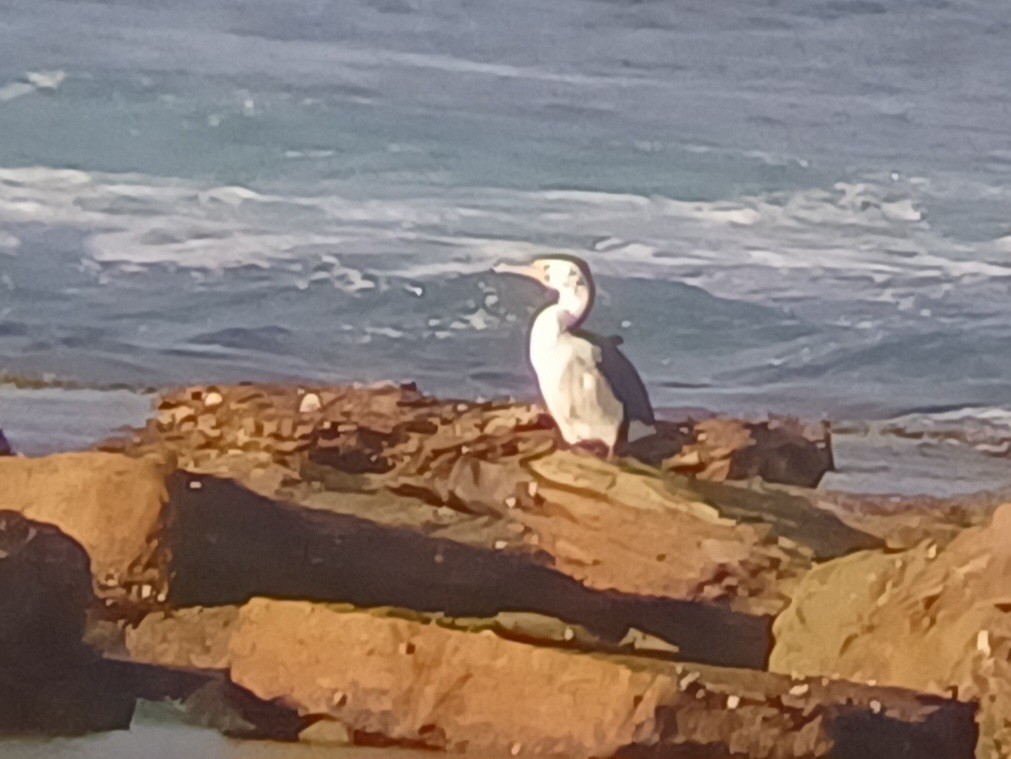 Pied Cormorant - ML644234275