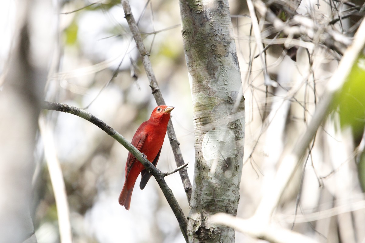 Summer Tanager - ML644234283