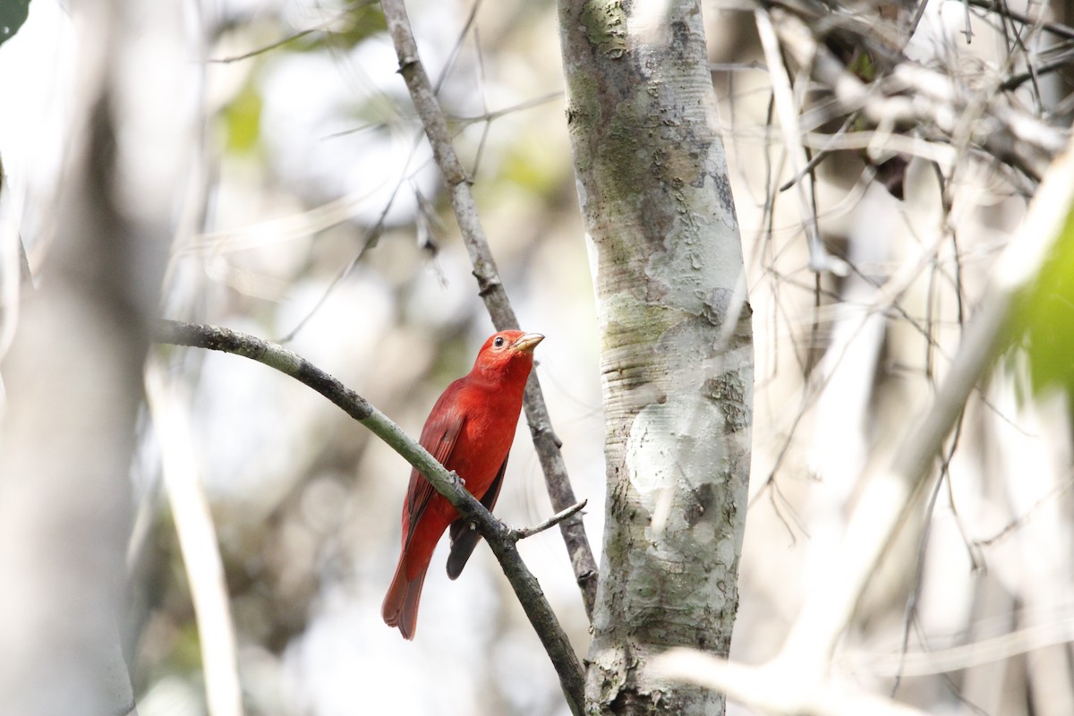 Summer Tanager - ML644234284