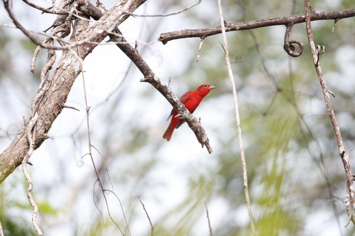 Summer Tanager - ML644234285
