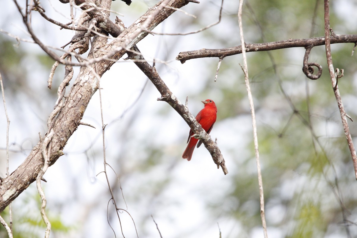 Summer Tanager - ML644234286