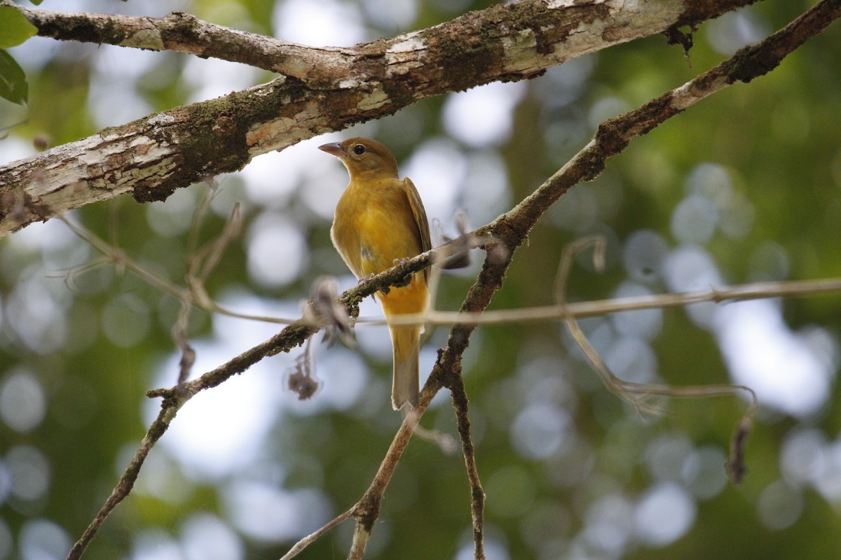 Summer Tanager - ML644234287