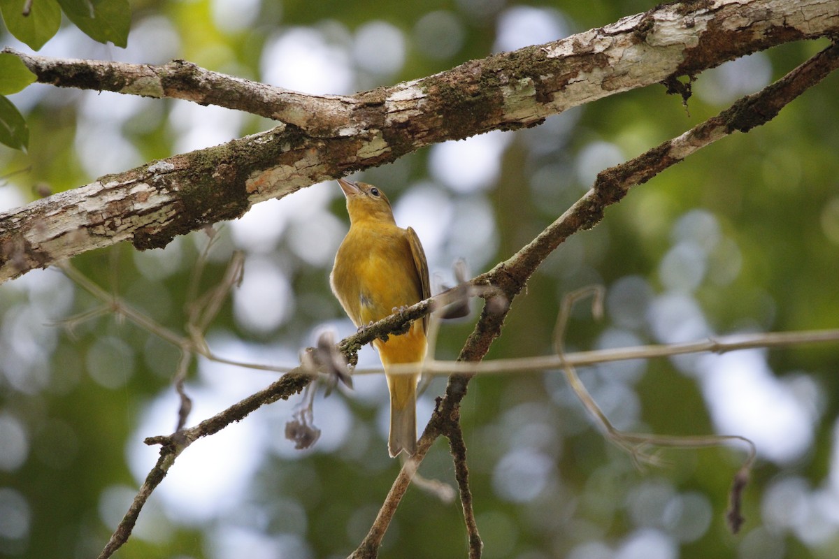 Summer Tanager - ML644234289