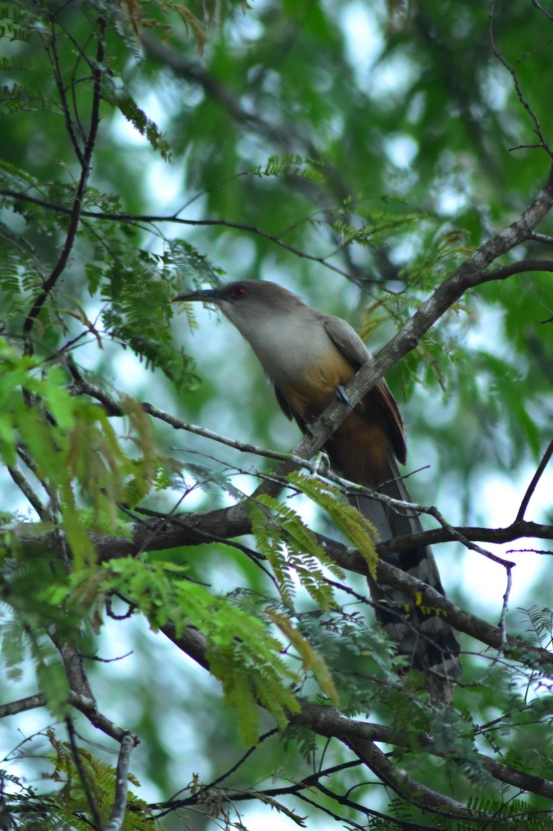 Great Lizard-Cuckoo - ML644234300