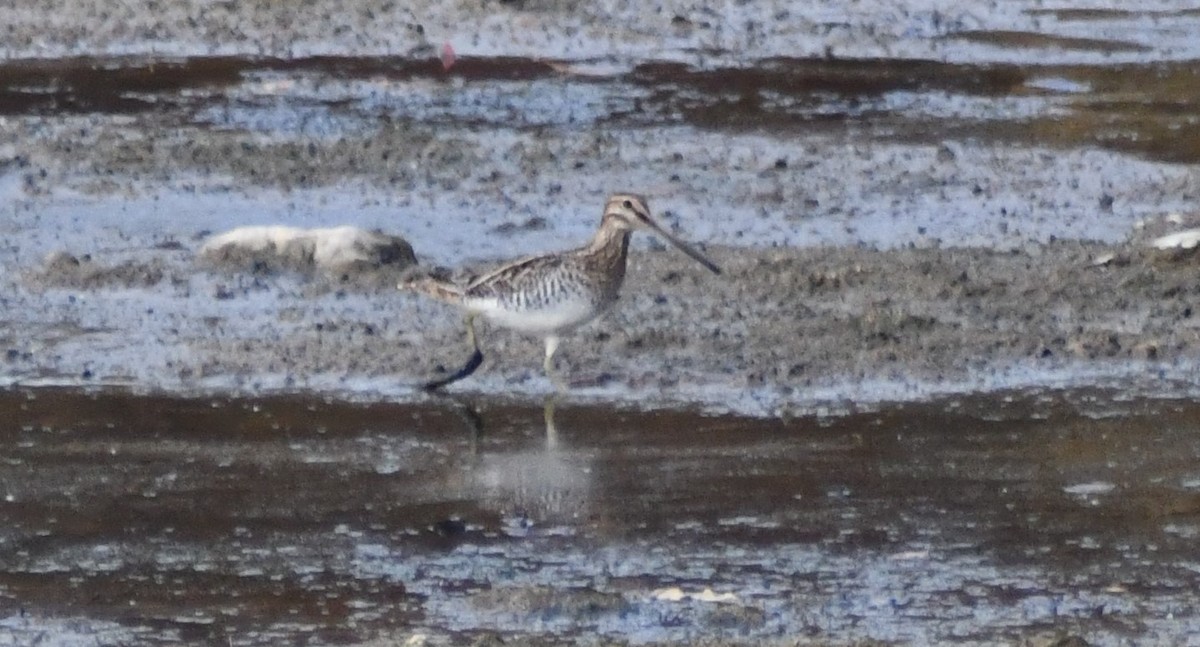 Wilson's Snipe - ML644234308