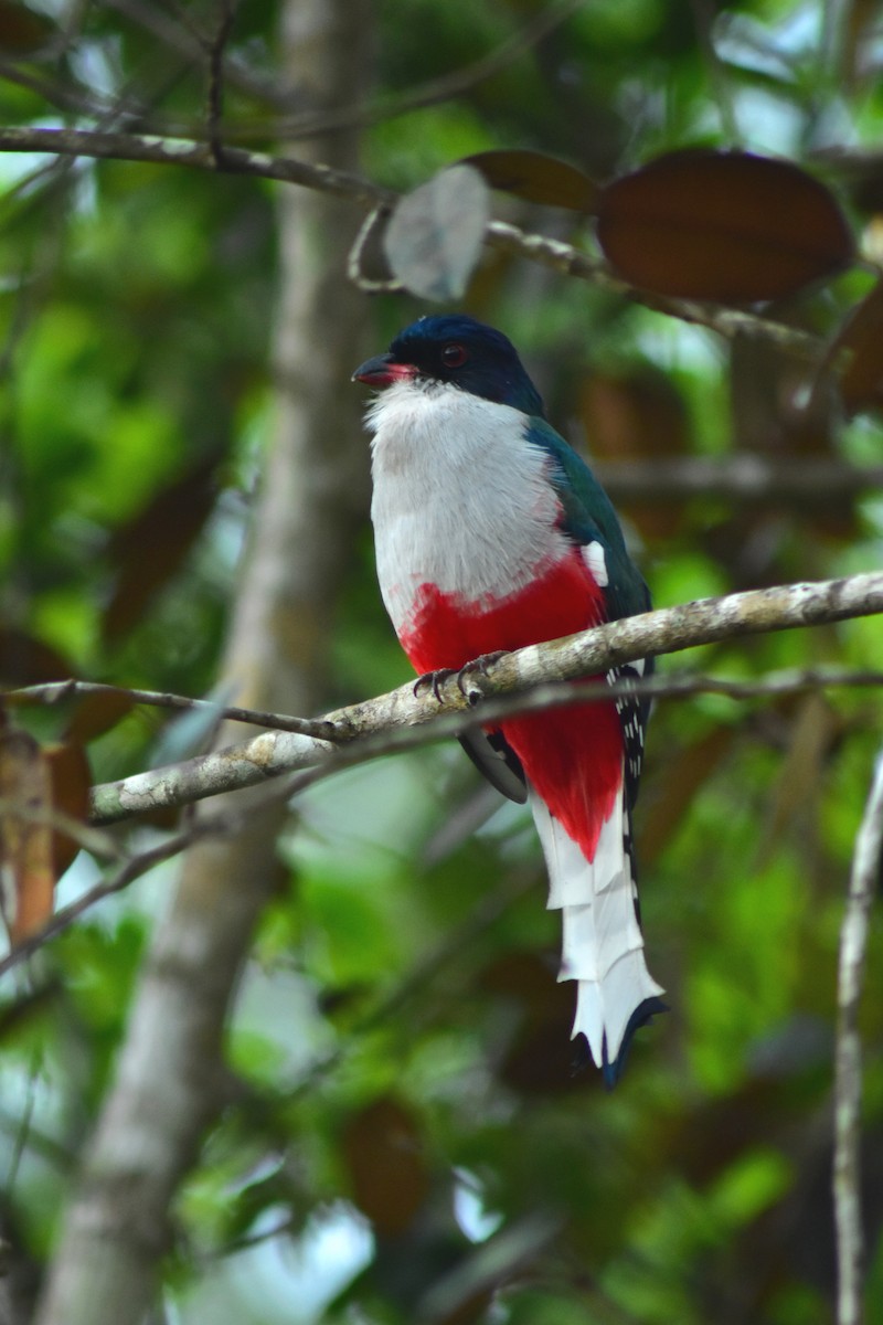 Cuban Trogon - ML644234313