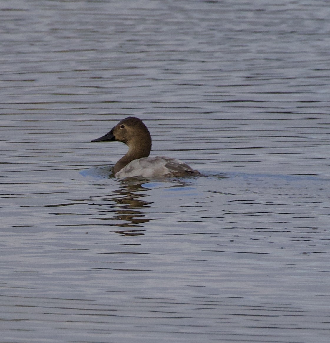 Canvasback - ML644234320