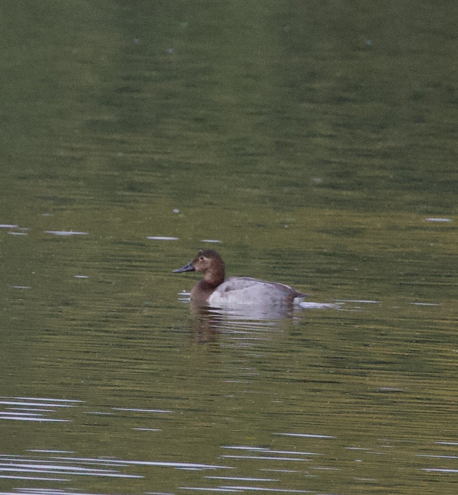 Canvasback - ML644234321