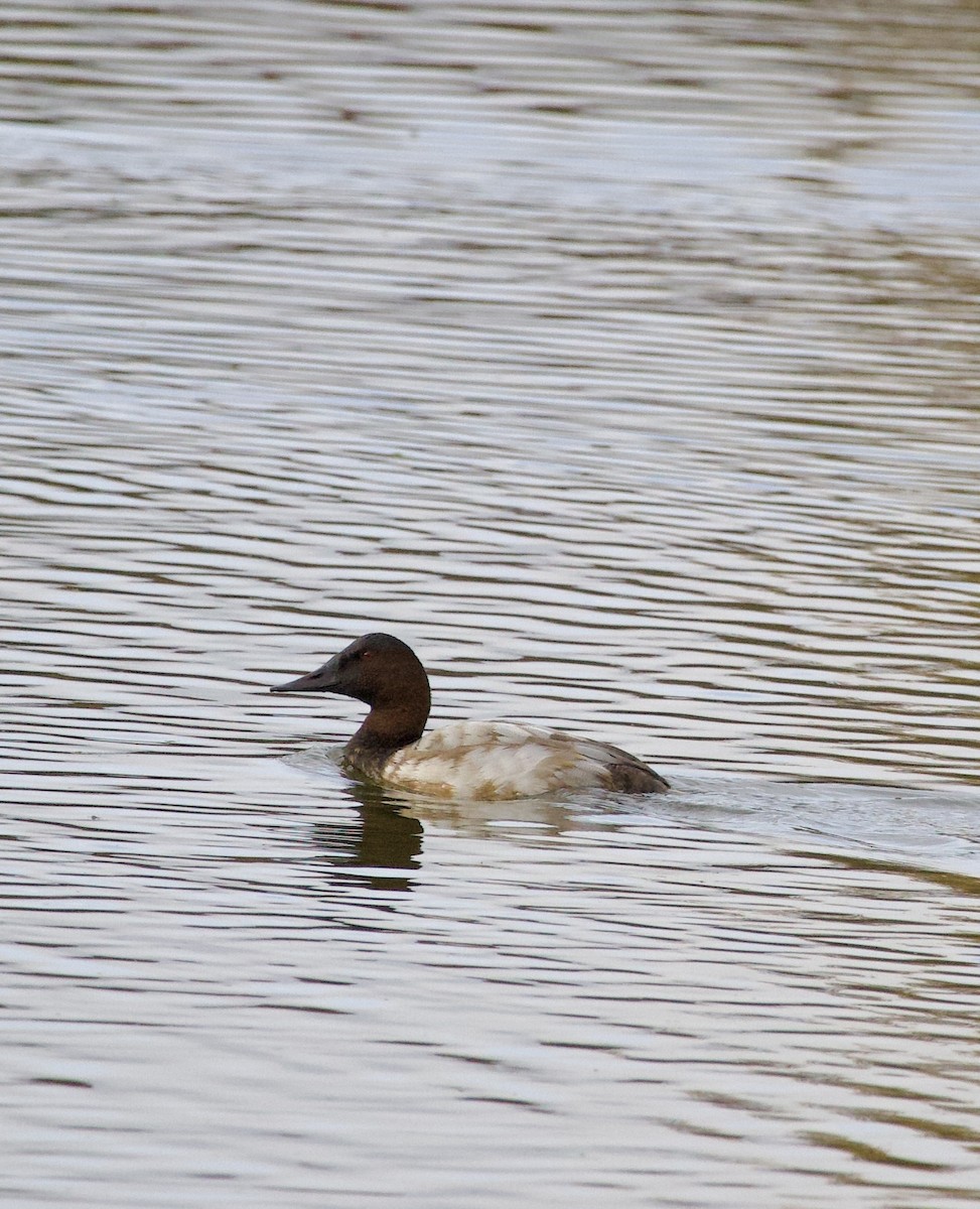Canvasback - ML644234322