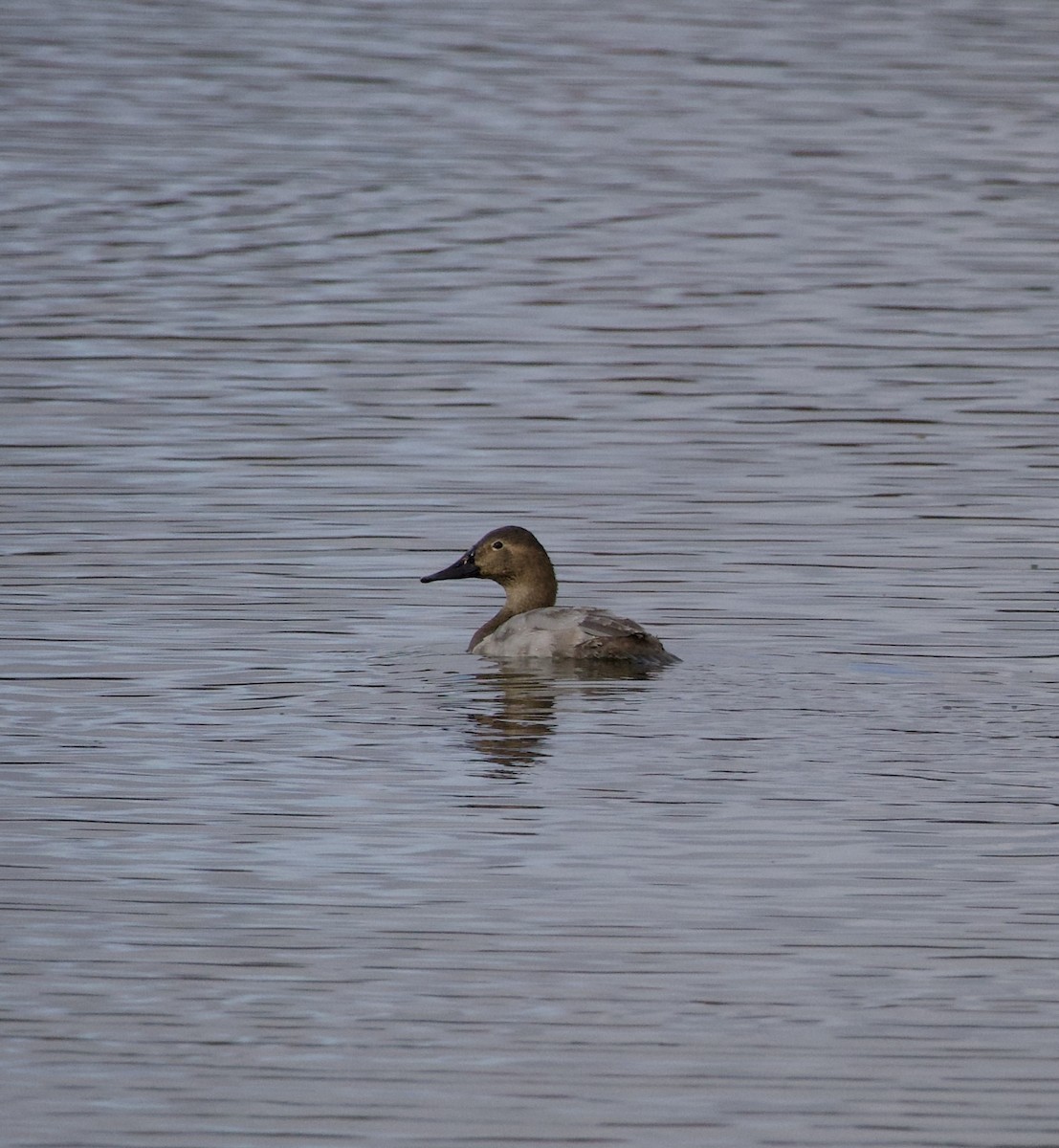 Canvasback - ML644234323