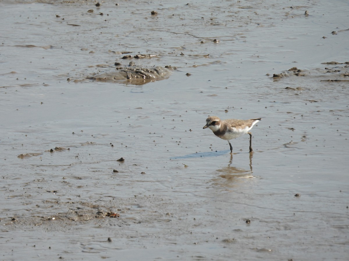 Siberian Sand-Plover - ML644234326