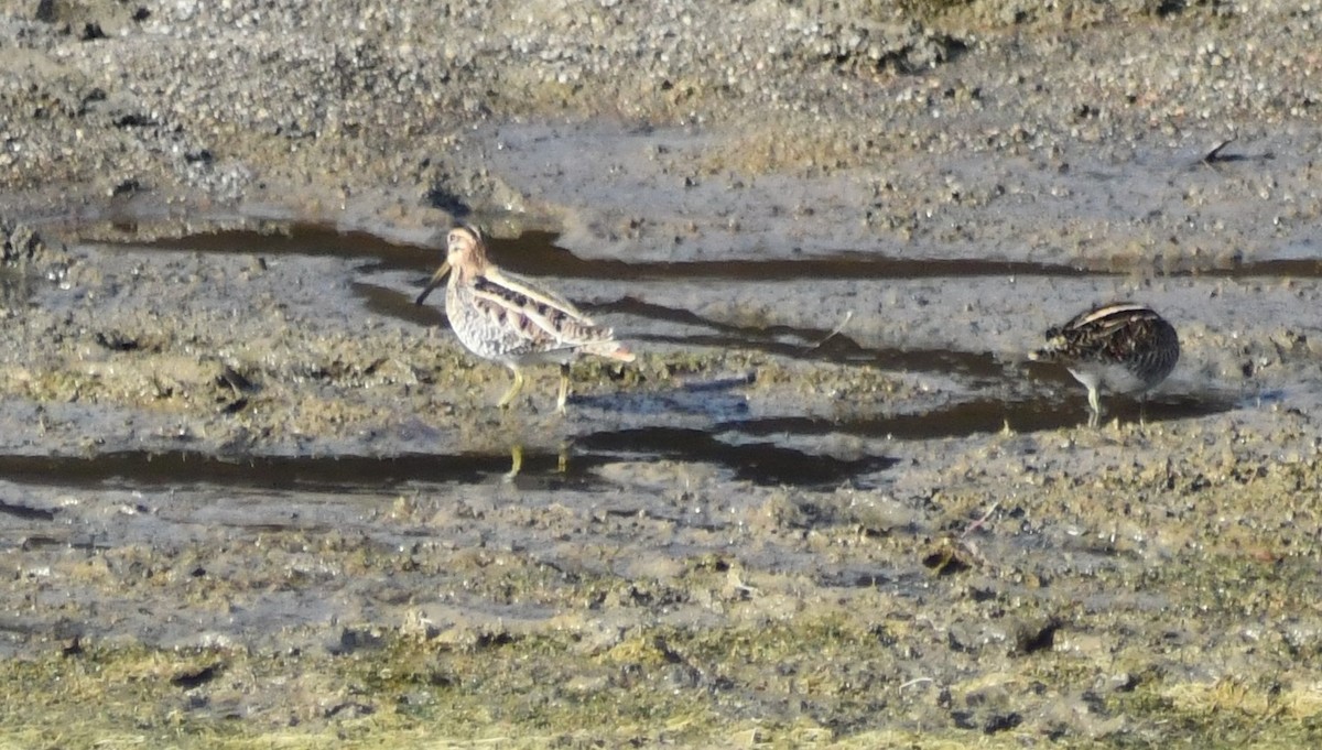 Wilson's Snipe - ML644234332
