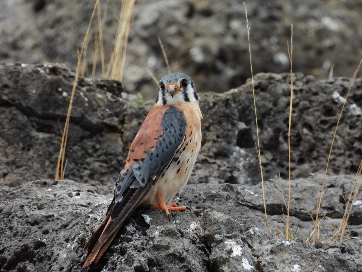 American Kestrel - ML644234336
