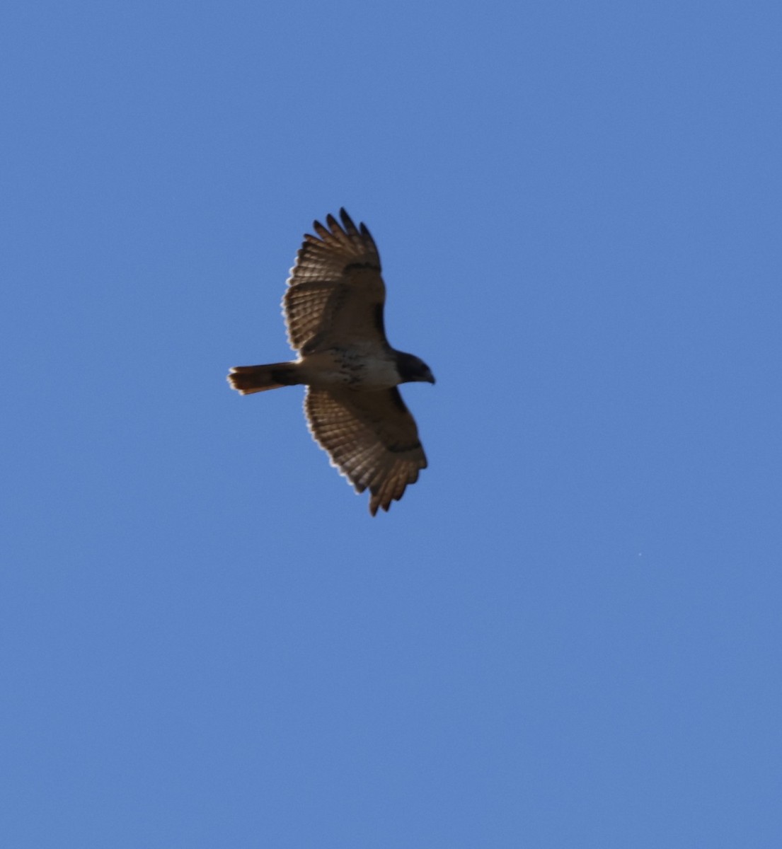Red-tailed Hawk - ML644234339