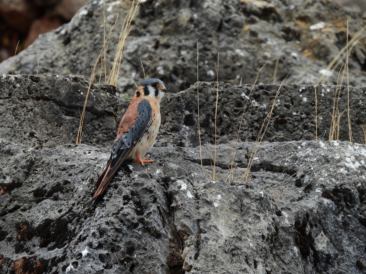 American Kestrel - ML644234345