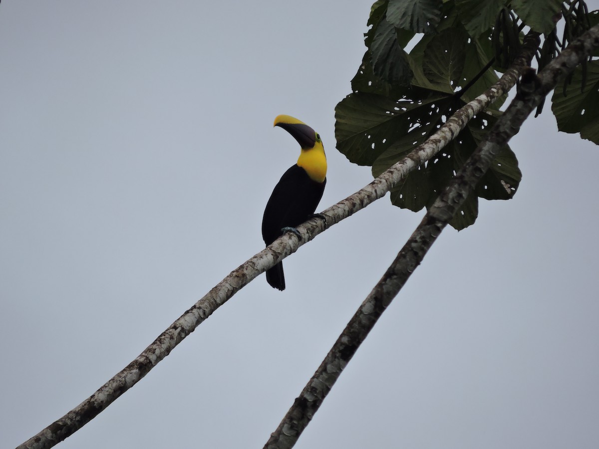 Тукан жовтошиїй - ML644234350