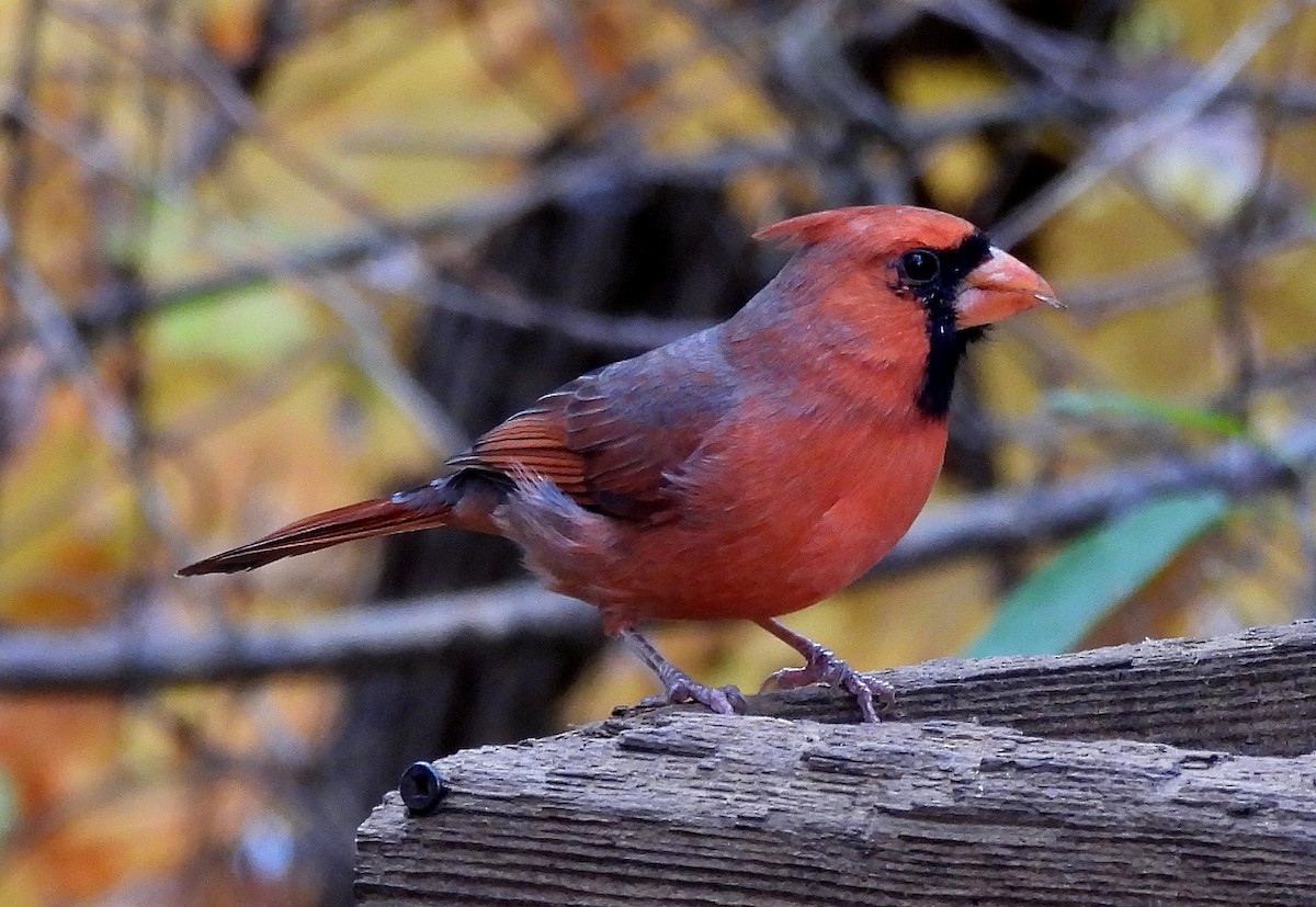 Northern Cardinal - ML644234352