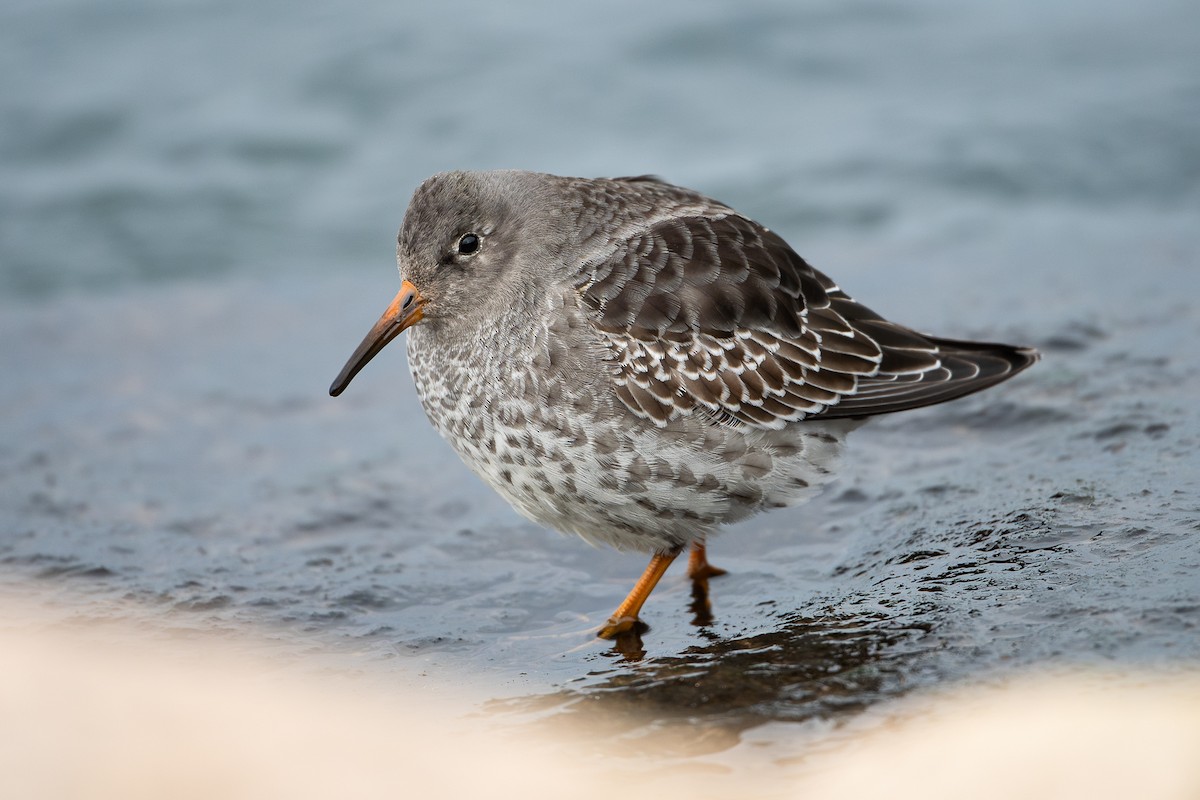 Purple Sandpiper - Ryan Griffiths