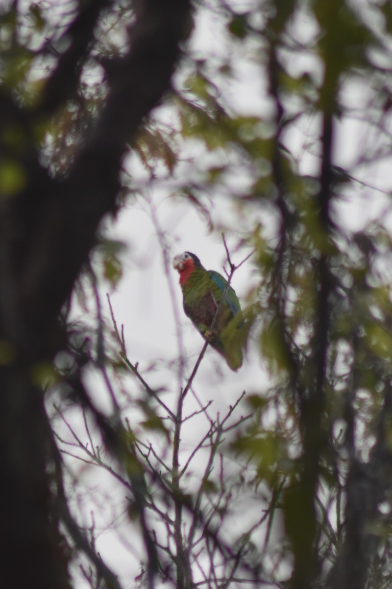 Cuban Amazon - ML644234355