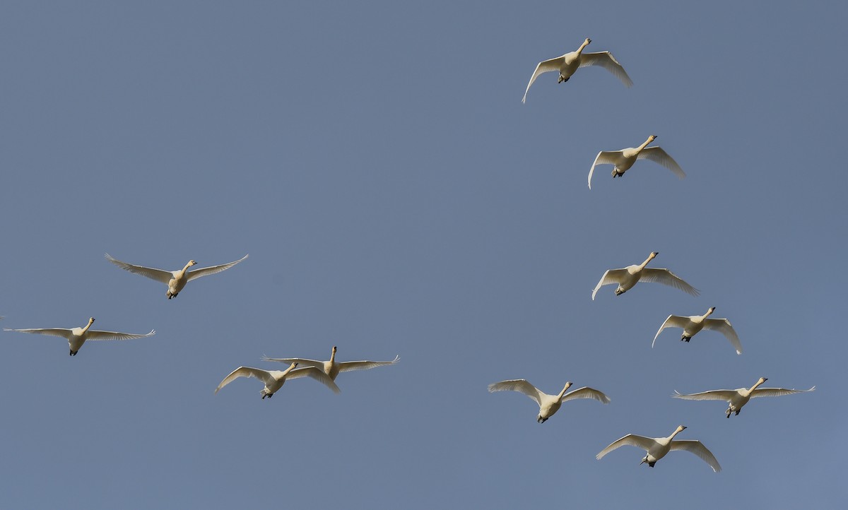 コハクチョウ - ML644234358