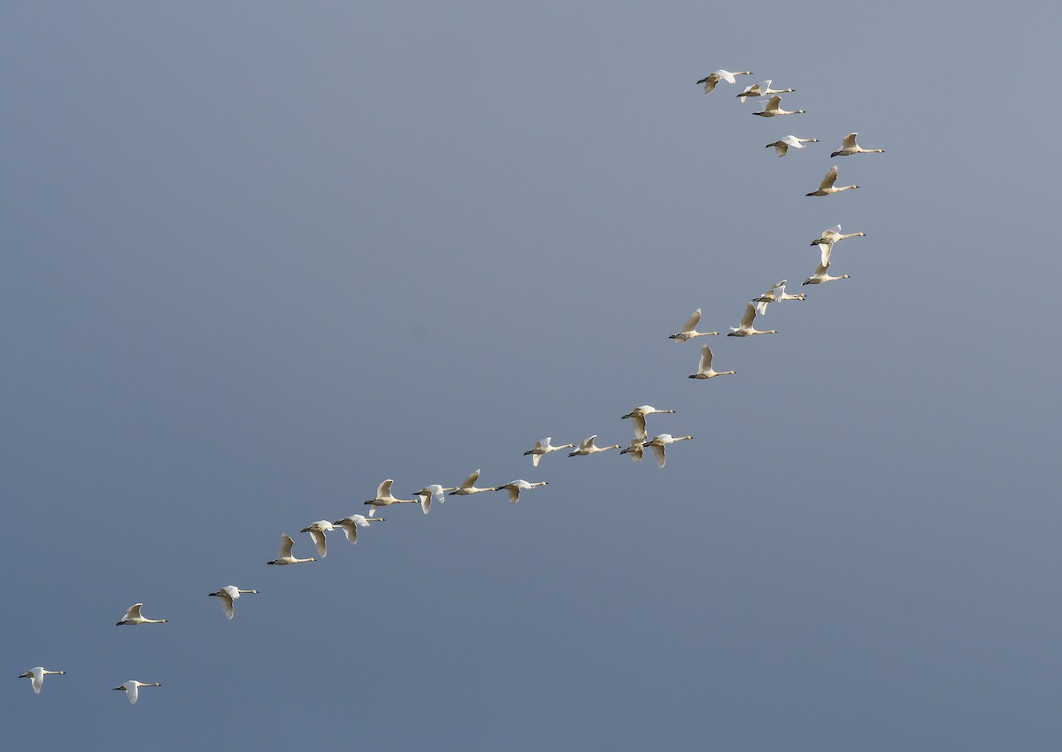 コハクチョウ - ML644234362