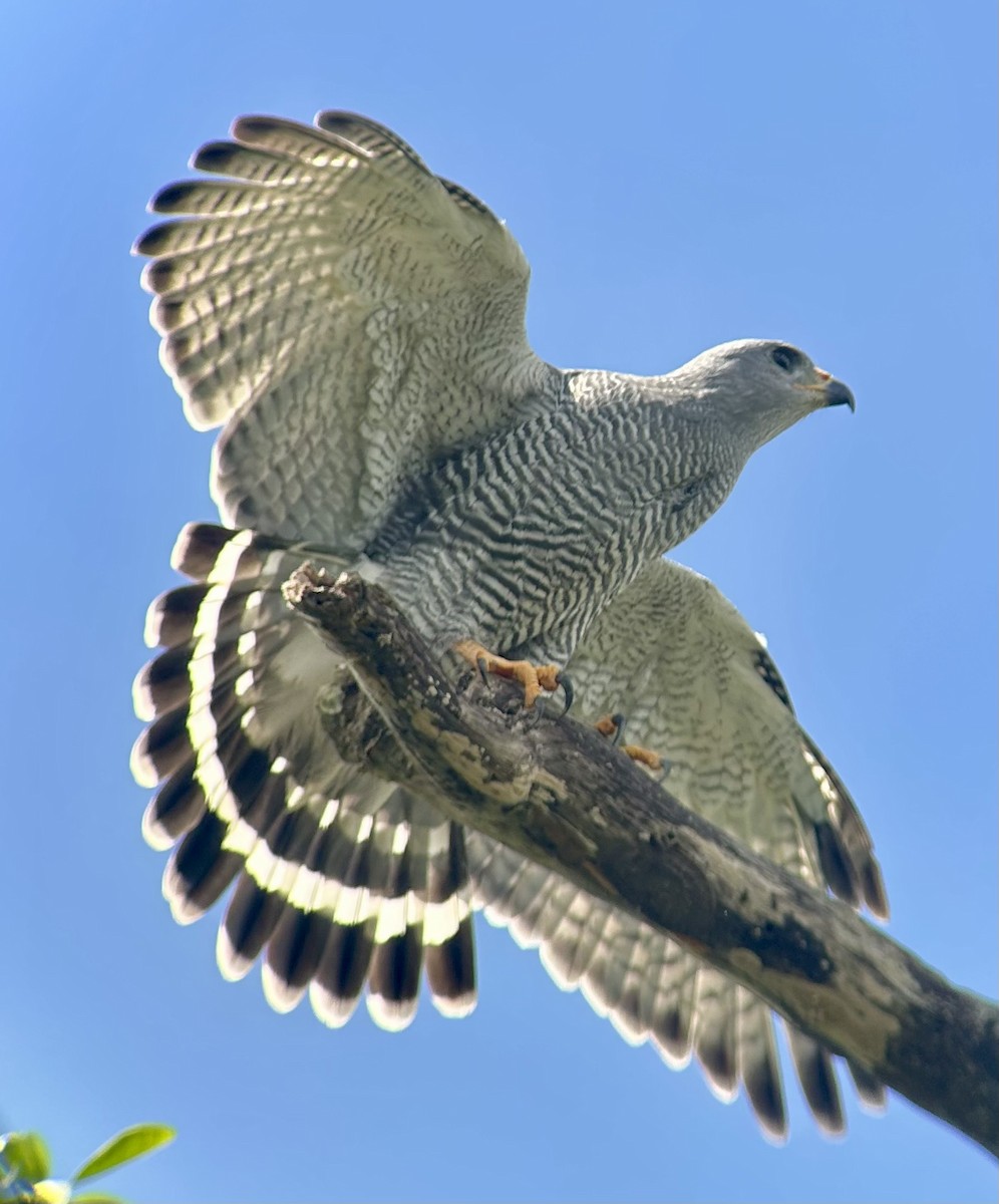 Канюк мексиканський - ML644234371