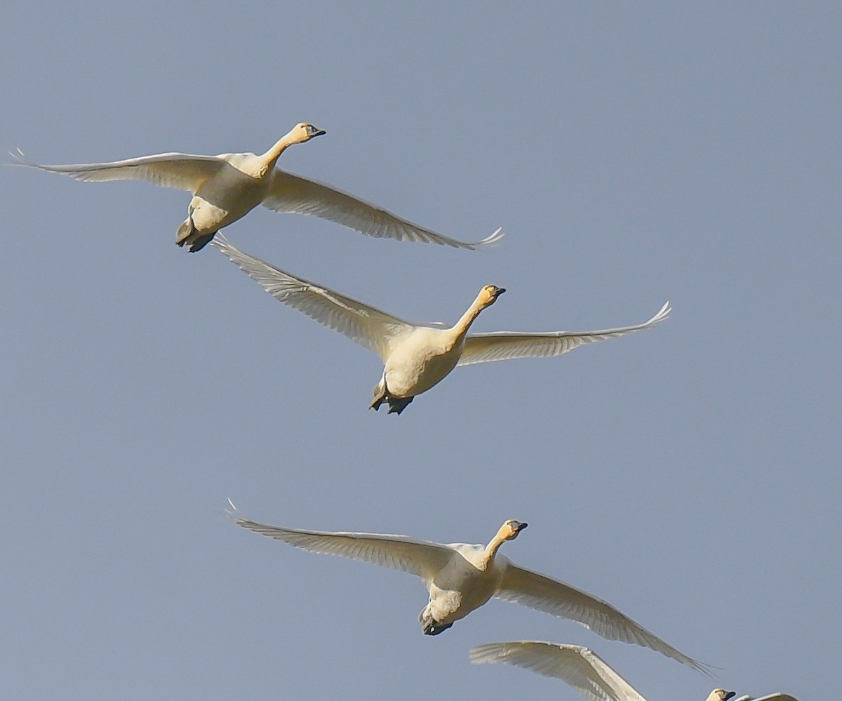 コハクチョウ - ML644234381